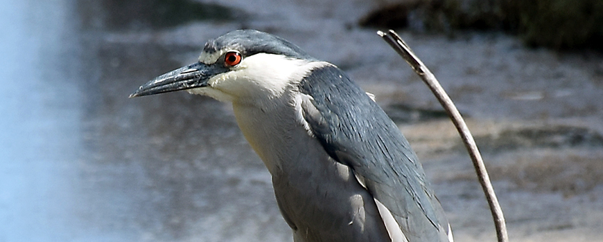Birds like this black-crowned Night Heron were studied to understand their parasite load. Photo: Andrew Turner/Ryan Hechinger